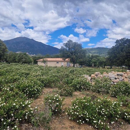 Domaine U Filanciu - Maison Chiara Avec Piscine - Centre Corse Villa Moltifao Buitenkant foto