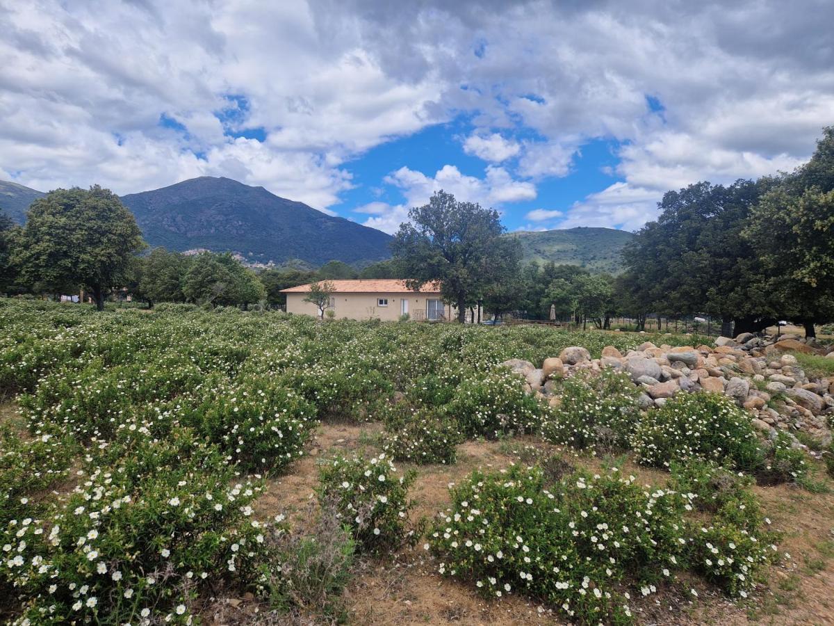 Domaine U Filanciu - Maison Chiara Avec Piscine - Centre Corse Villa Moltifao Buitenkant foto